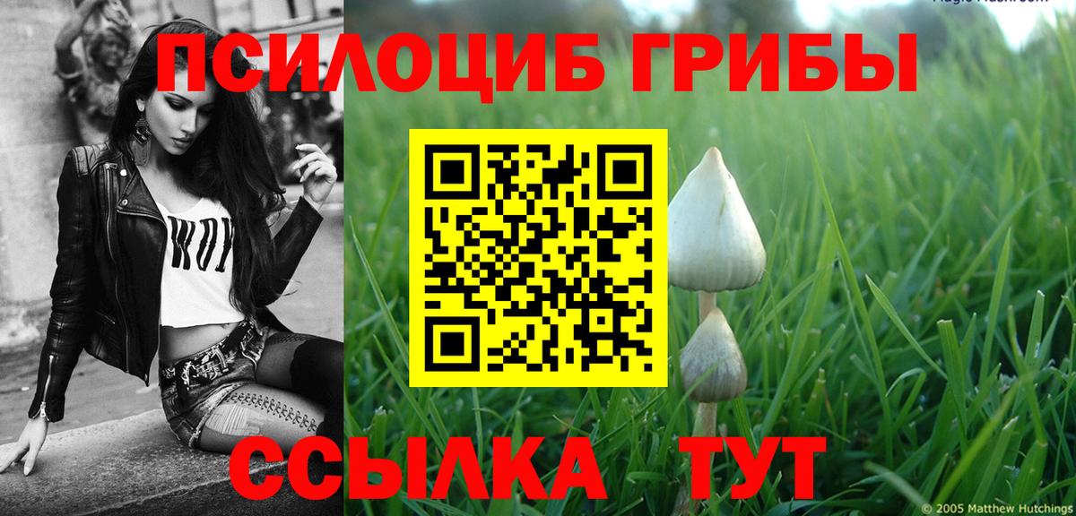 Галлюциногенные грибы Psilocybe Губкинский